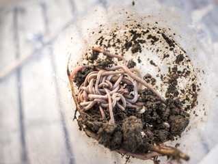 Angel Köder Würmer