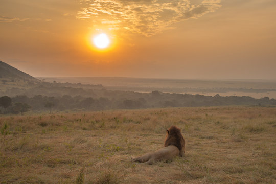 Lion Relaxing After A Meal On The Savannah, Kenya