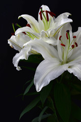 Close up white lily on black background
