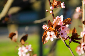 Detail of pink flowering Japanese cherry tree - Sakura