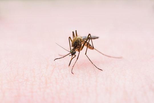 Yellow Fever, Malaria or Zika Virus Infected Mosquito Insect Bite