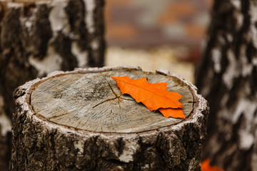 Yellow autumn oak leaf on a stump in the forest, on a leaf oak acorn, autumn season