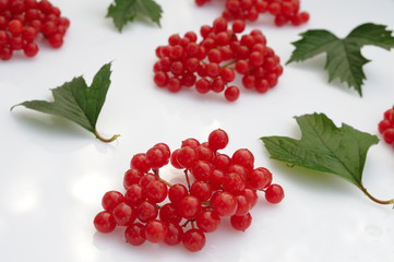 berries of viburnum on a white background