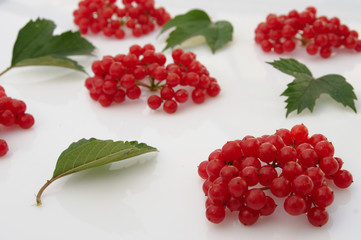 berries of viburnum on a white background