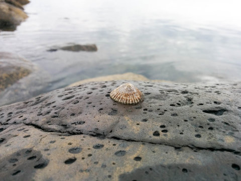 Shell on rock