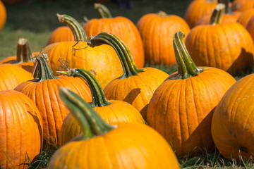 Pumpkins