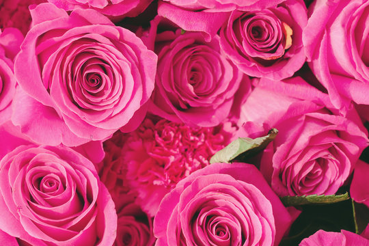 pink roses up close