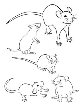 Mice line art 03. Good use for symbol, logo, web icon, mascot, sign, or any design you want.