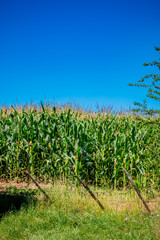 Champ de maïs dans l'Aveyron