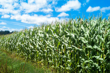 Fields of maize