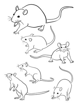 Mice line art 05. Good use for symbol, logo, web icon, mascot, sign, or any design you want.