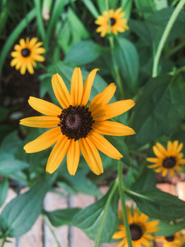 Yellow Black Eyed Susan From Above