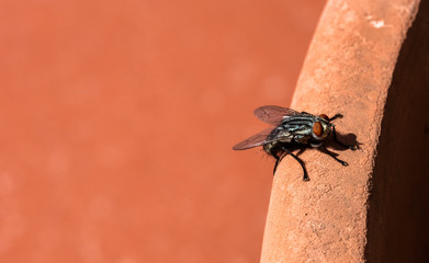 Fly isolated on backround
