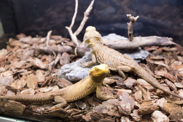 Iguana in reptilarium