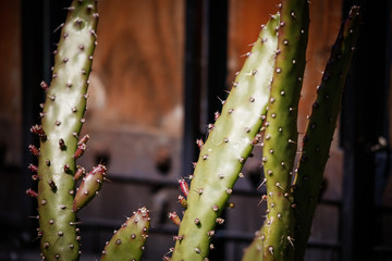 Fototapeta premium plantas