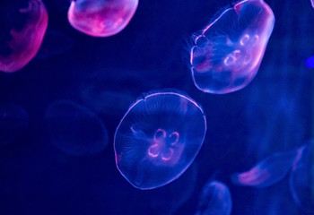 Jellyfish in water against blue background