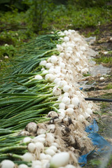 Arrange onion freshly broken on the field In Guatemala. Allium cepa.