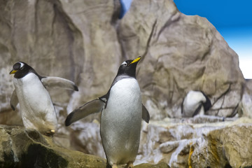 Group of penguins on rock