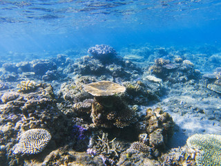Fototapeta na wymiar Table corals panorama. Exotic island shore shallow water. Tropical seashore landscape underwater photo.