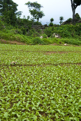 Field planted with organic radish in Zunil, Quetzaltenango, Guatemala.
