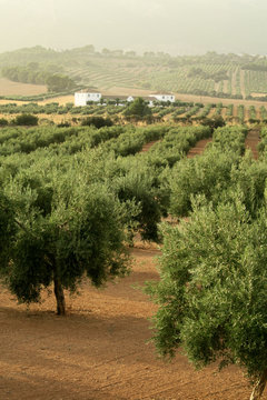 Andalusian landscape with a country house