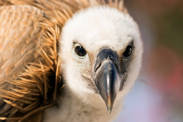 Vulture portrait 