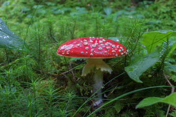 Fliegenpilz auf bemoostem Waldboden