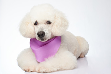 Isolated white poodle dog