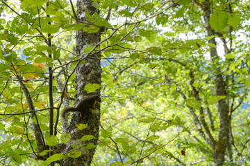 Fototapeta na wymiar A black Douglas squirrel looks back while climbing a tree