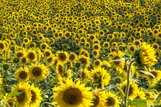Large beautiful sunflower fields view blooming in summer