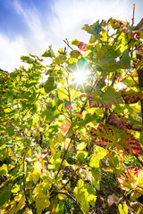 Weinanbau - herbstliches Weinlaub in der Moselregion