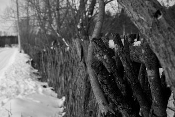 Fototapeta na wymiar A traditional fence made of interwoven branches against a snow-covered glade