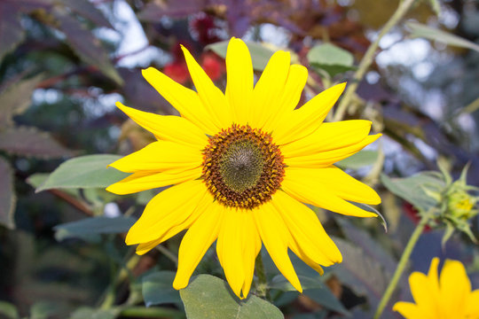 Sunflower in October 