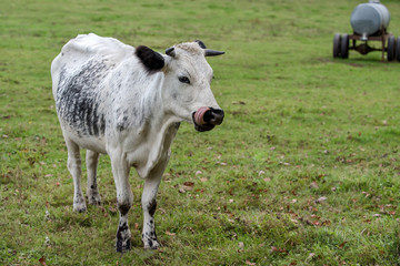 vache blanche et noir qui broute dans le pré