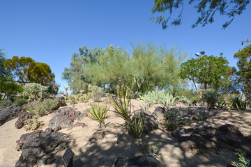 Fototapeta na wymiar Cactus Garden, Henderson, Las Vegas