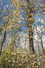 Vivid autumn landscape