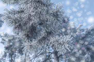 Pine branches in winter. Color tinting