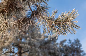 Pine branches in winter