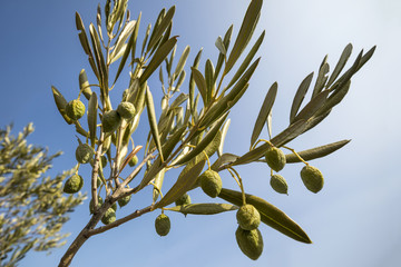 Olive branch with wrinkled dry olive fruits suffering of drought