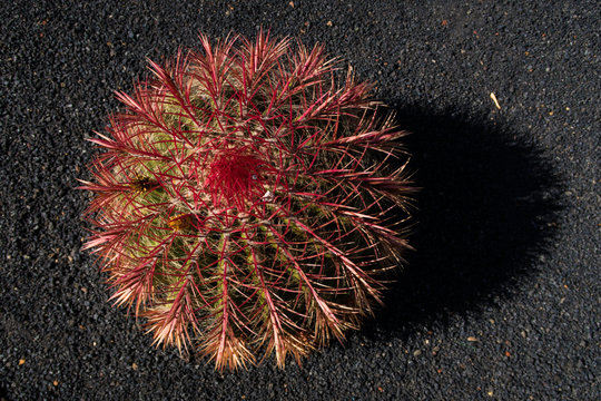 Cactus rojo
