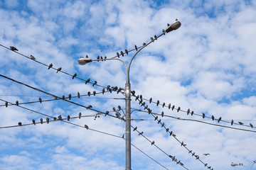 Pigeons on electric concrete pole and street lamp. Group of bird with blue sky background