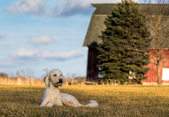 A golden doodle dog sitting peacefully in a farm field with a farm as the backdrop.