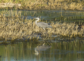 Grey heron fishing in a pond at sunset