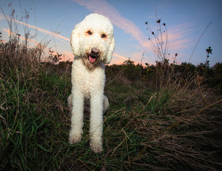 A golden doodle dog at sunset facing the camera against a beautiful sunset prairie sky.