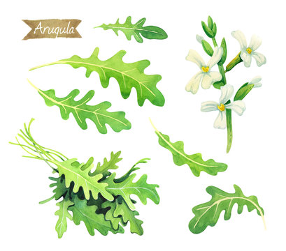 Fresh Arugula leaves, flowers and bunch isolated on white watercolor illustration 