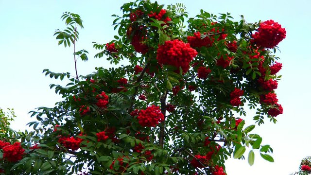 A rowan branch with red berries and green leaves swings in the wind.
