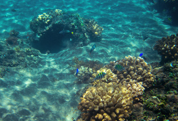Coral reef in blue sea water. Tropical seashore inhabitants underwater photo.