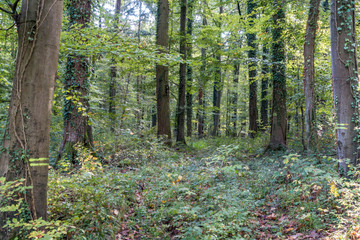Obraz premium Waldweg