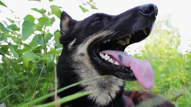 Beautiful young shepherd breathes with his tongue hanging out from the bottom near