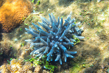 Fototapeta na wymiar Blue and orange corals on sea bottom. Tropical seashore inhabitants underwater photo.